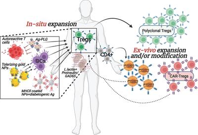 Emerging Therapeutic Strategies to Restore Regulatory T Cell Control of Islet Autoimmunity in Type 1 Diabetes